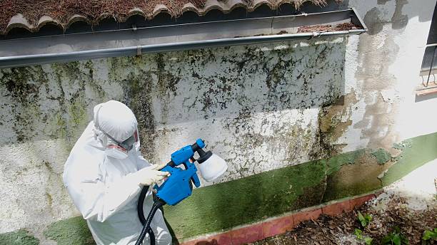 Trusted Black Mold Removal service in West Chicago, IL - Cheap Mold Removal